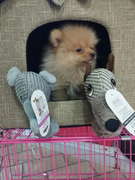 volpino pomerania  | Foto 1