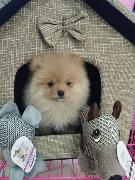 volpino pomerania  | Foto 0