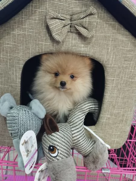 volpino pomerania 