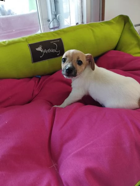 jack russell 