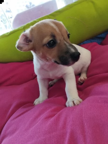 jack russell  | Foto 0