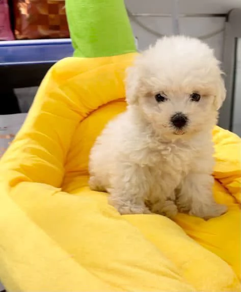maltipoo 