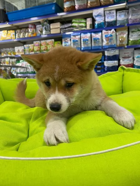 akita inu | Foto 0