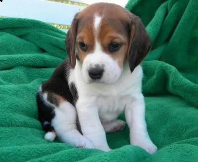 beagle 