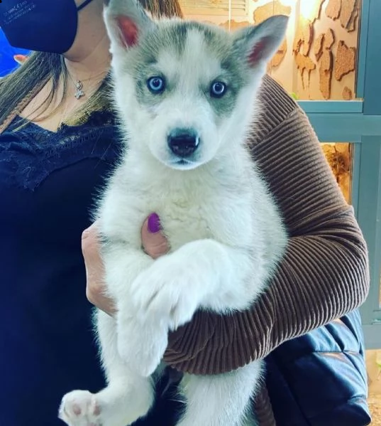 husky taglia piccola 