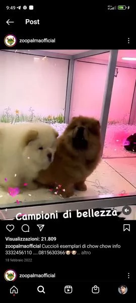 chow chow i