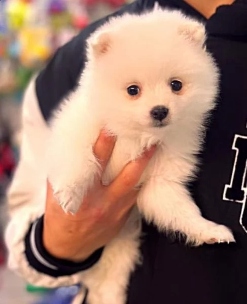 spitz pomerania bianco mini toy  | Foto 0