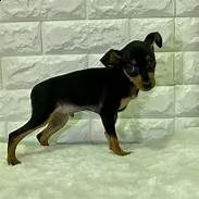pinscher toy piccolissima taglia  
