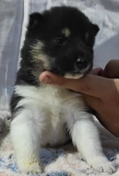 shiba inu