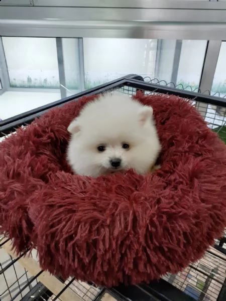 spitz b