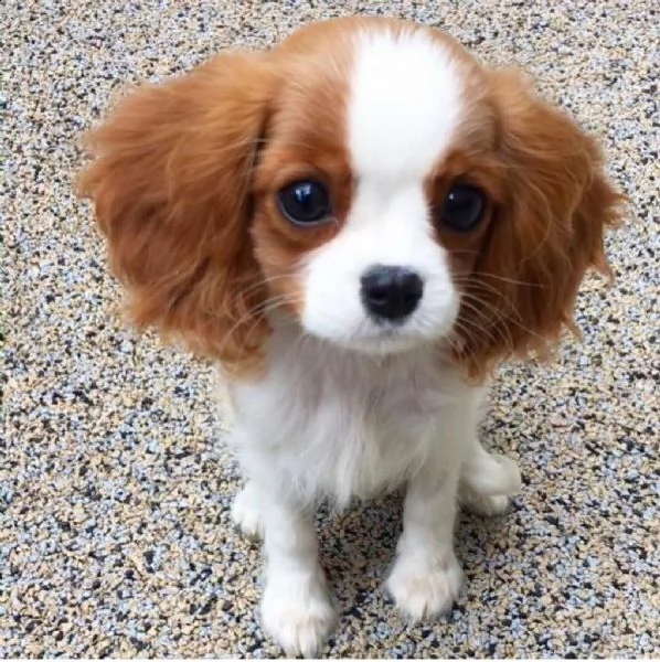 cavalier king