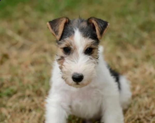 fox terrier 