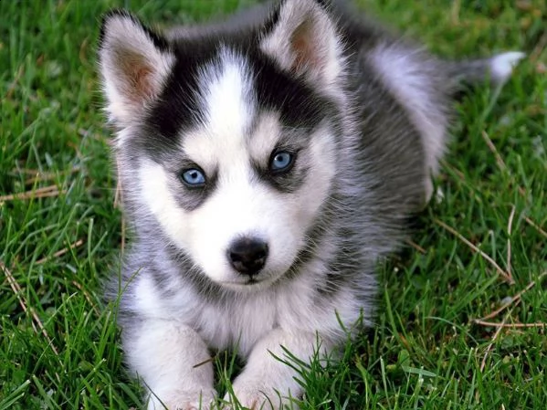 husky ..