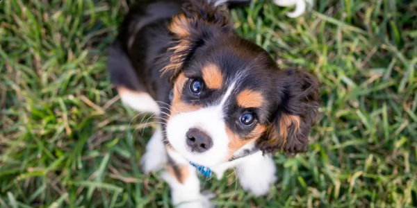 cavalier king toy.