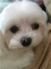 maltipoo...
