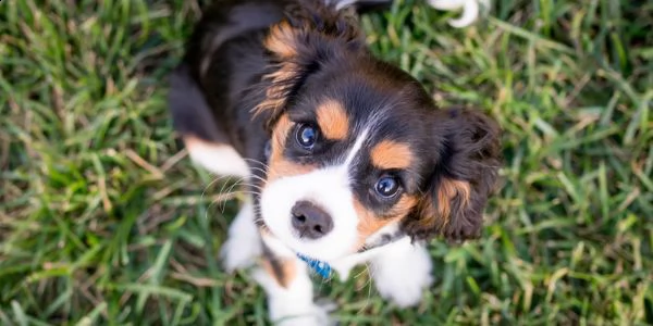 cucciolo cavalier king 