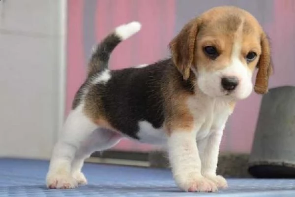 beagle 