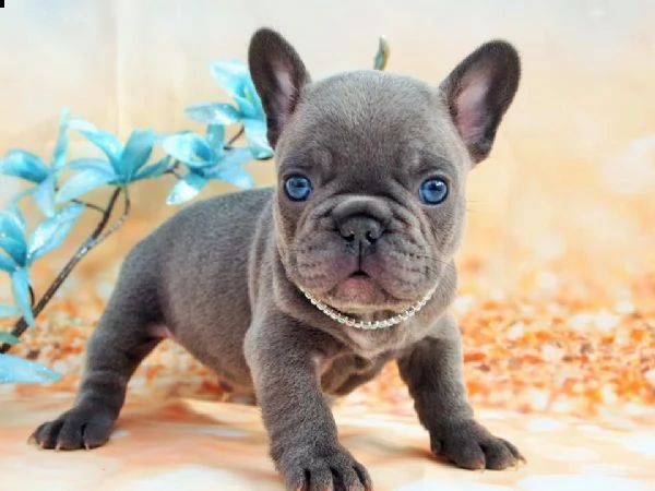 cucciolo bouldogue francese 