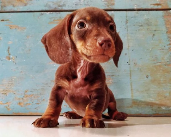 cucciolotto bassotto 
