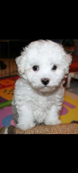 bichon..