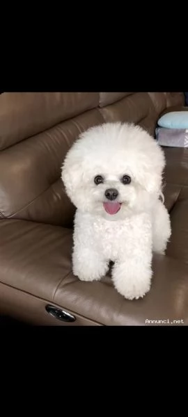 bolognese toy 