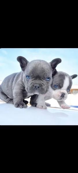 bouledogue francese.,,