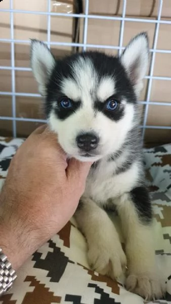 huski ...