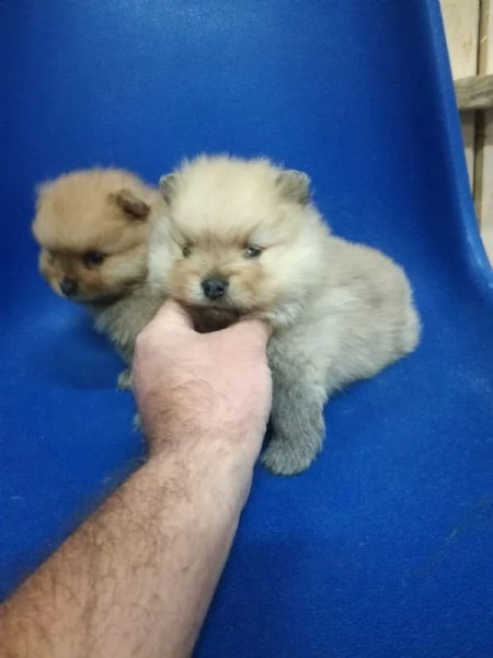 chow chow .,,
