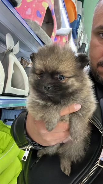 volpino pomeranio .,,ò
