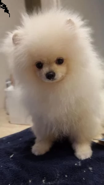 spitz colore whait 