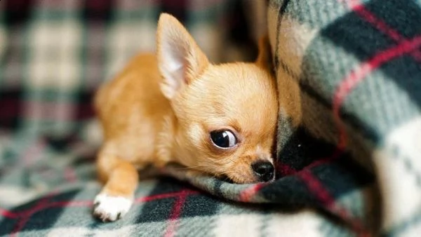 chihuahua ,.-