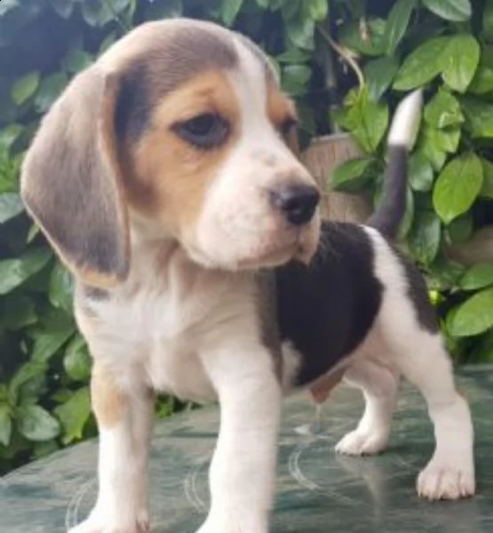 beagle.--