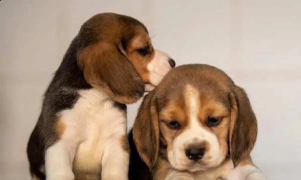 beagle -.,-