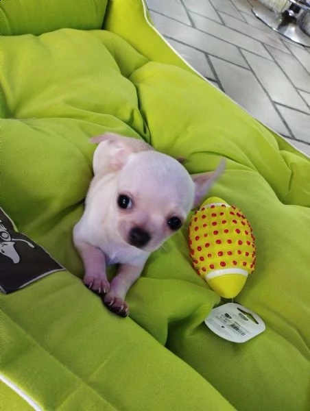 chihuahua .---