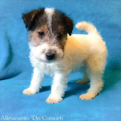 jack russel .-,