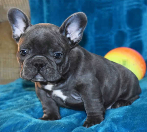 bulldog francese --.à