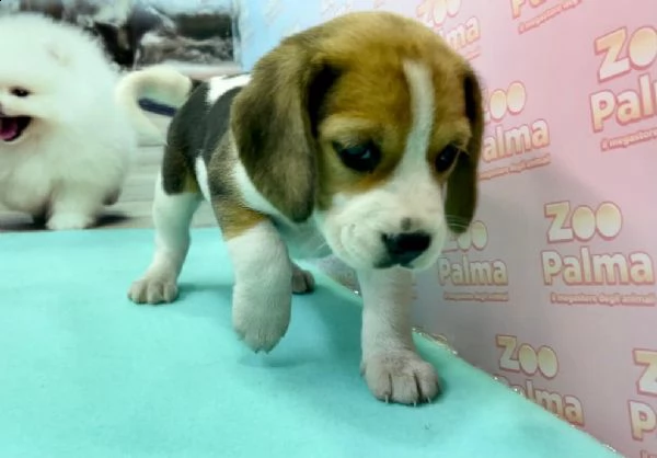 beagle .--.