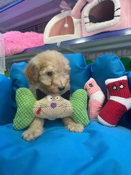 barboncino cuccioli m/f