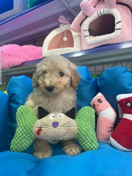 barboncino cuccioli m/f | Foto 4