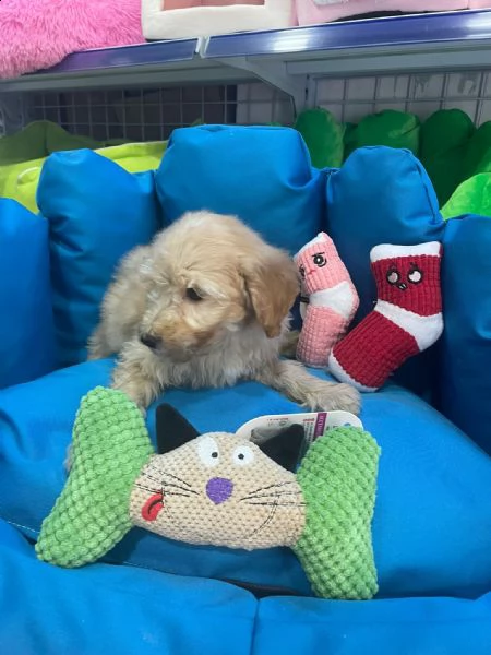 barboncino cuccioli m/f | Foto 3