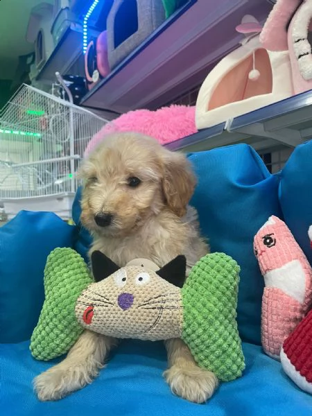barboncino cuccioli m/f | Foto 1