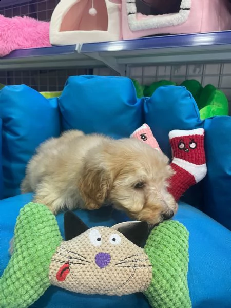 barboncino cuccioli m/f | Foto 0