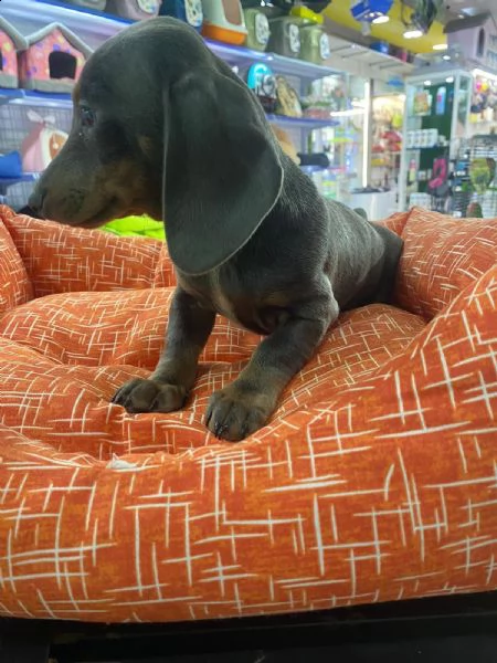 vendita bassotto cuccioli 