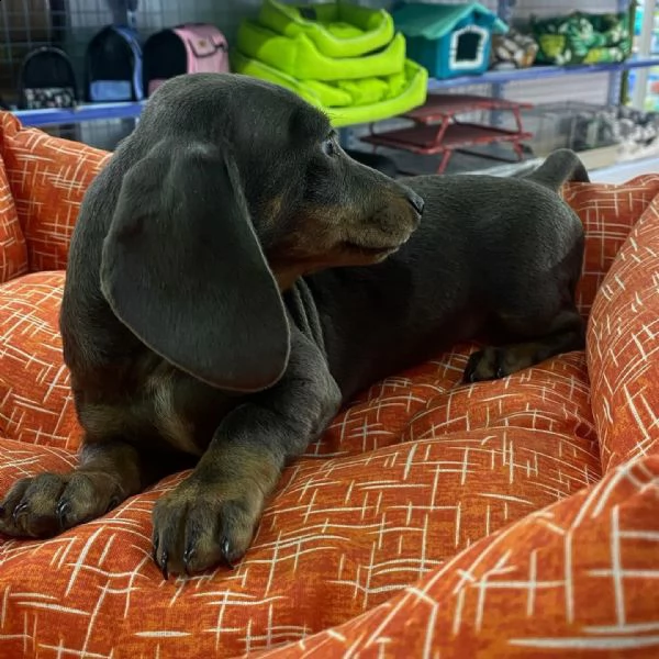 vendita bassotto cuccioli  | Foto 1