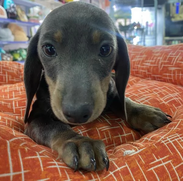 vendita bassotto cuccioli  | Foto 0