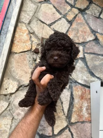 vendita barboncino cuccioli | Foto 0