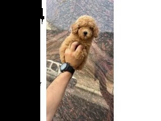 vendita barboncino cuccioli