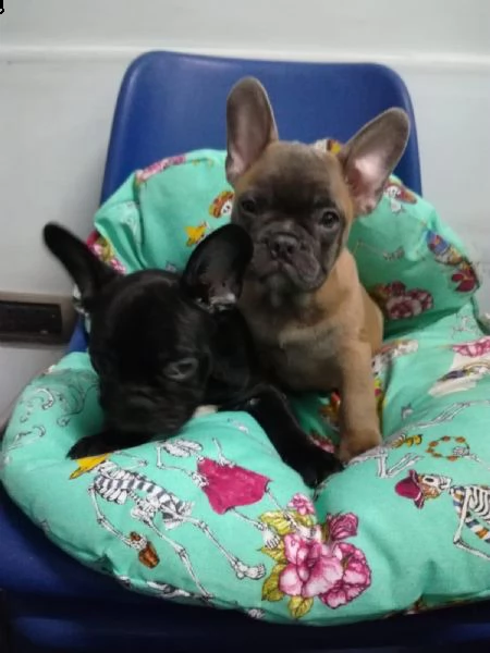 vendita bouledogue francese