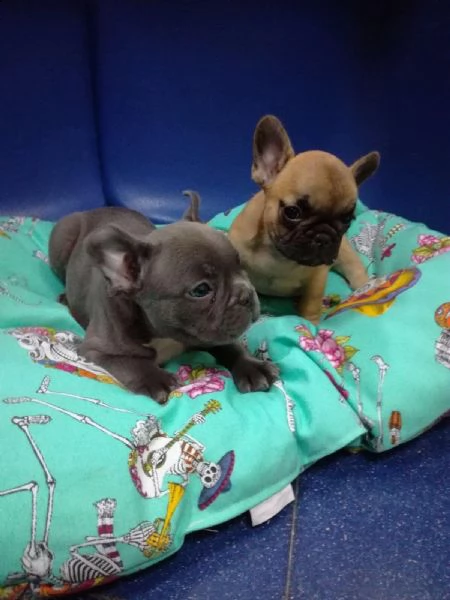 vendita bouledogue francese | Foto 0