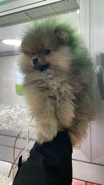 spitz cucciolo vendita